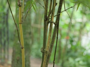 · Bamboo · Serenity · Nature ·