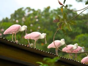 · Bird · Nature ·