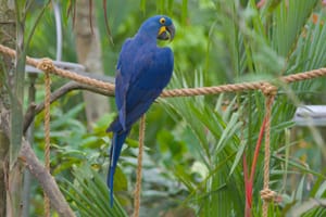 · Macaw · Nature ·