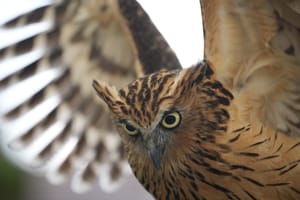 · Nature Photography · Malay Fish Owl, Ketupa ketupu ·