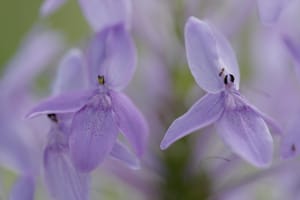 · Nature Photography · Flowers  & Ants ·
